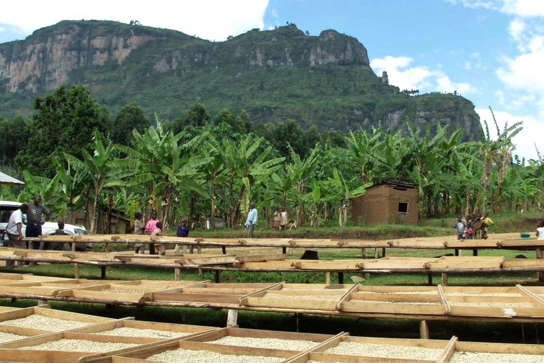 Wooden drying racks with beans, surrounded by banana trees and people, set against a backdrop of lush mountains and a partly cloudy sky.