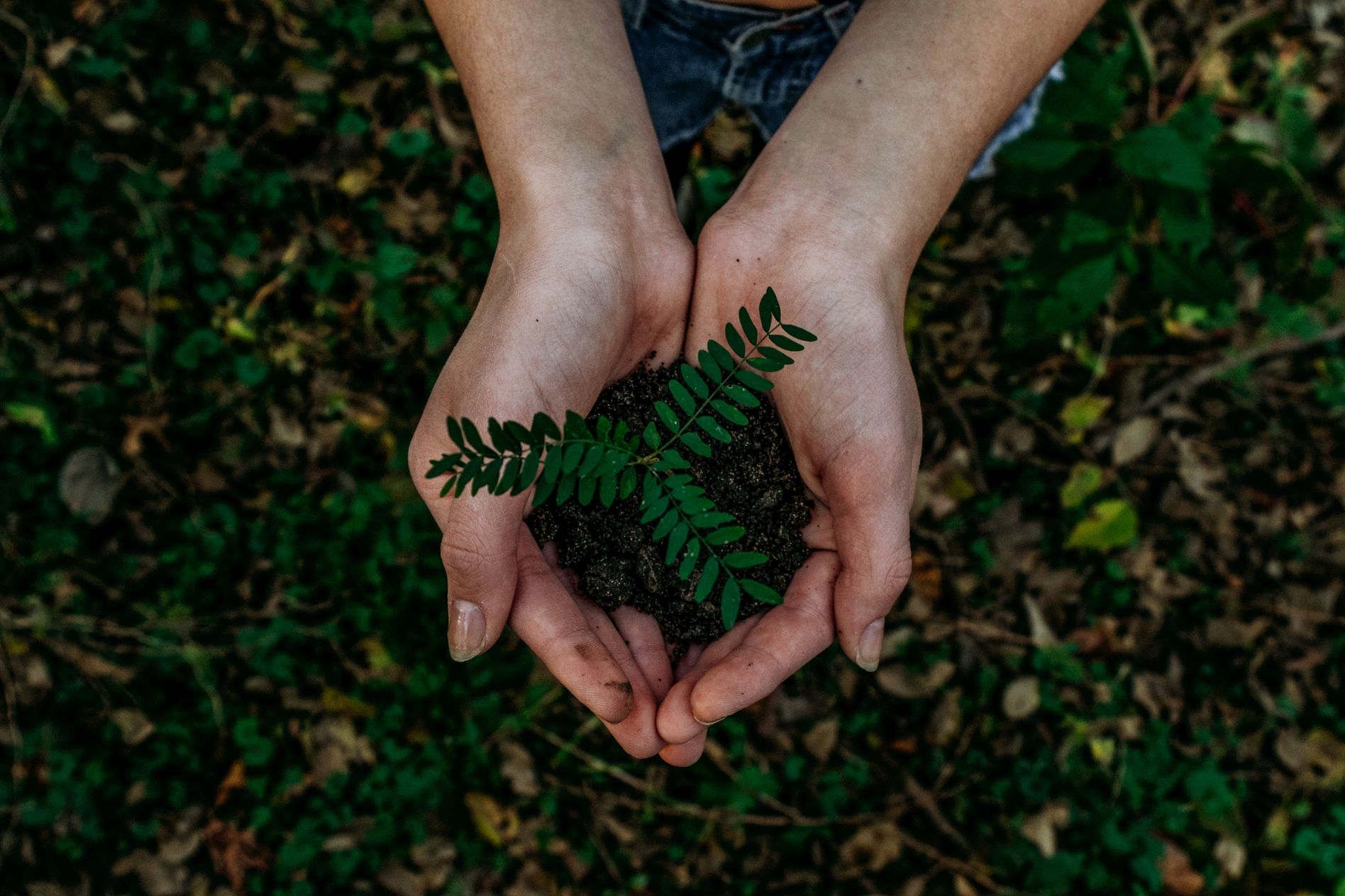 Hands holding a small plant with green leaves in dark soil against a blurred forest floor background.