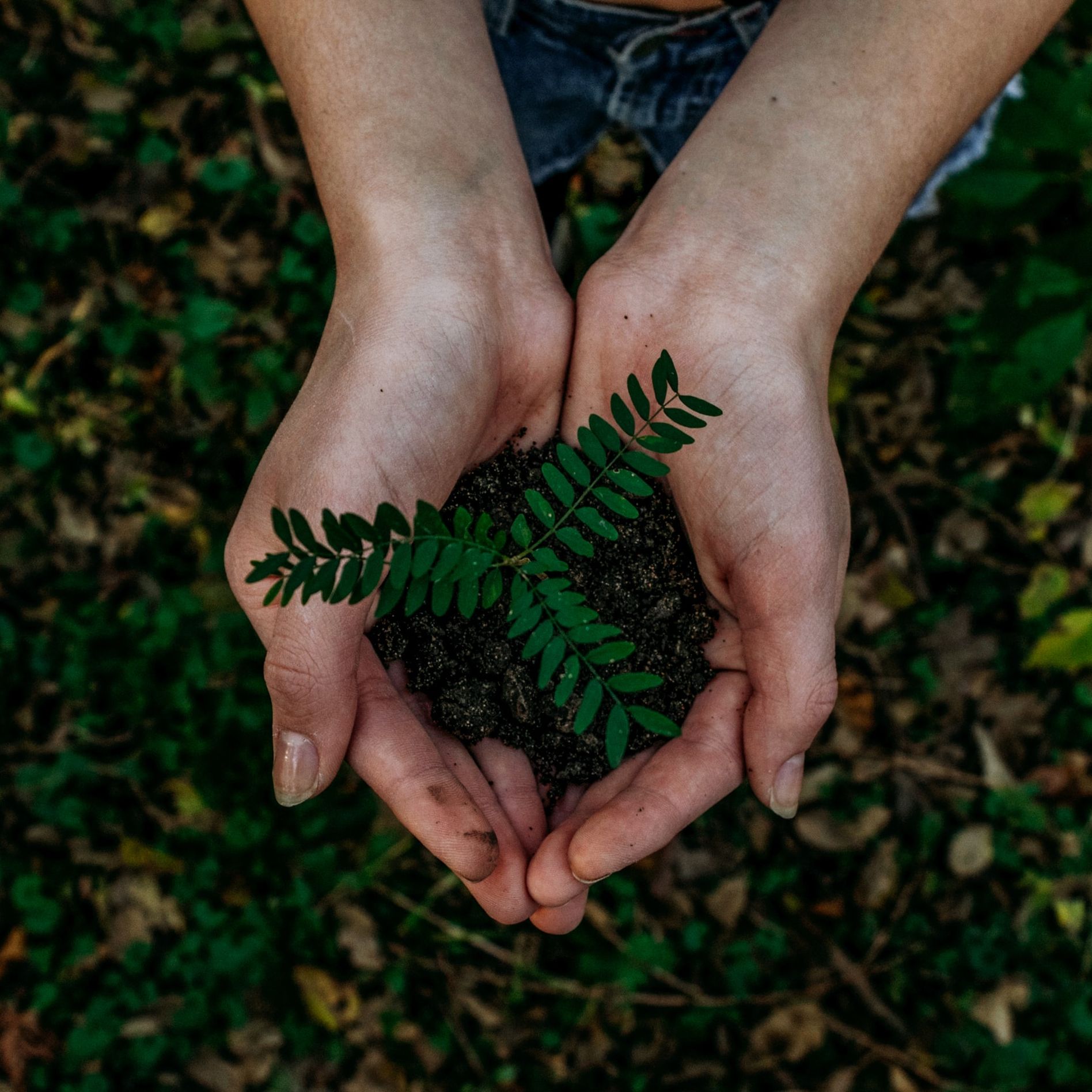 Hands holding a small plant with green leaves in dark soil against a blurred forest floor background.