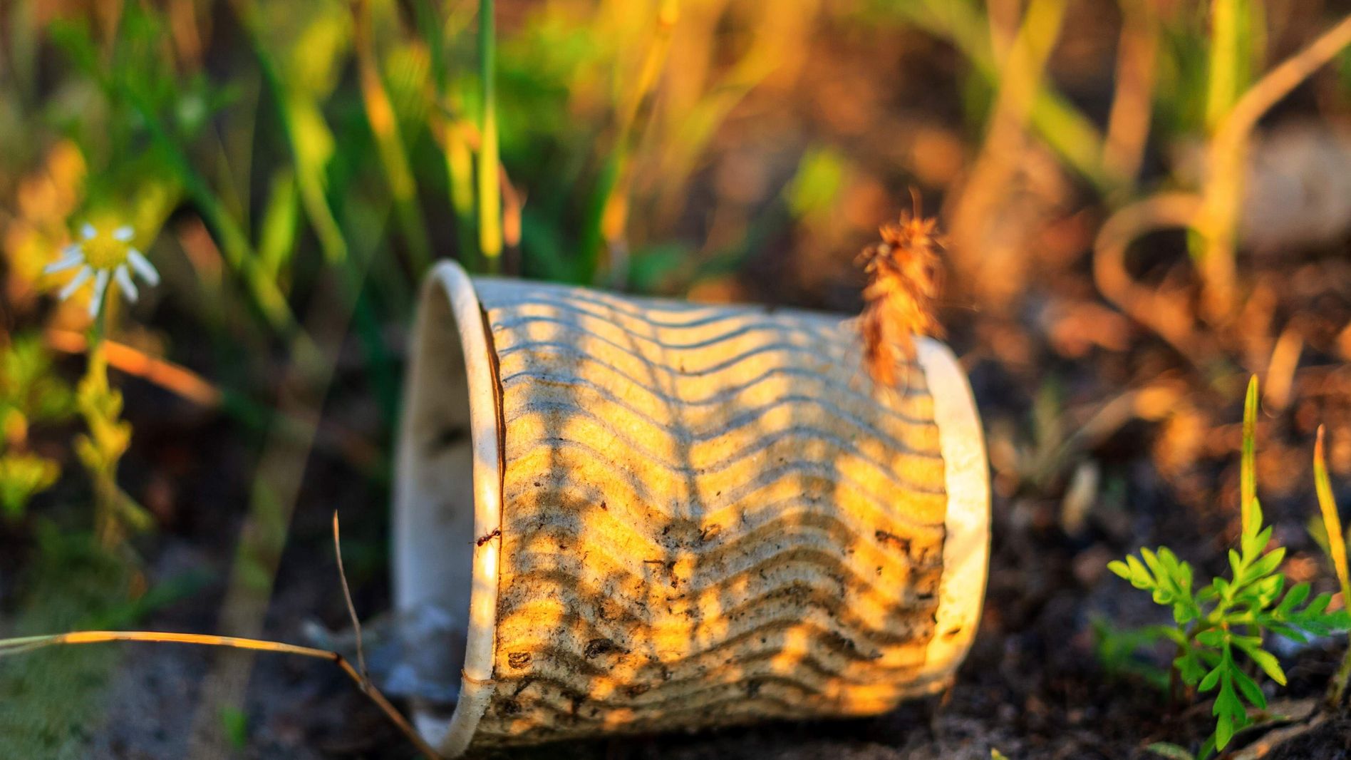 Discarded paper cup on the ground among grass and wildflowers, casting striped shadows in warm sunlight.